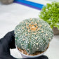 Custom Order- We’ll send you the exact live plant pictured (T9) (r1) | Imported From Japan | 3" Pot