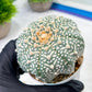Custom Order- We’ll send you the exact live plant pictured (T9) (r1) | Imported From Japan | 3" Pot