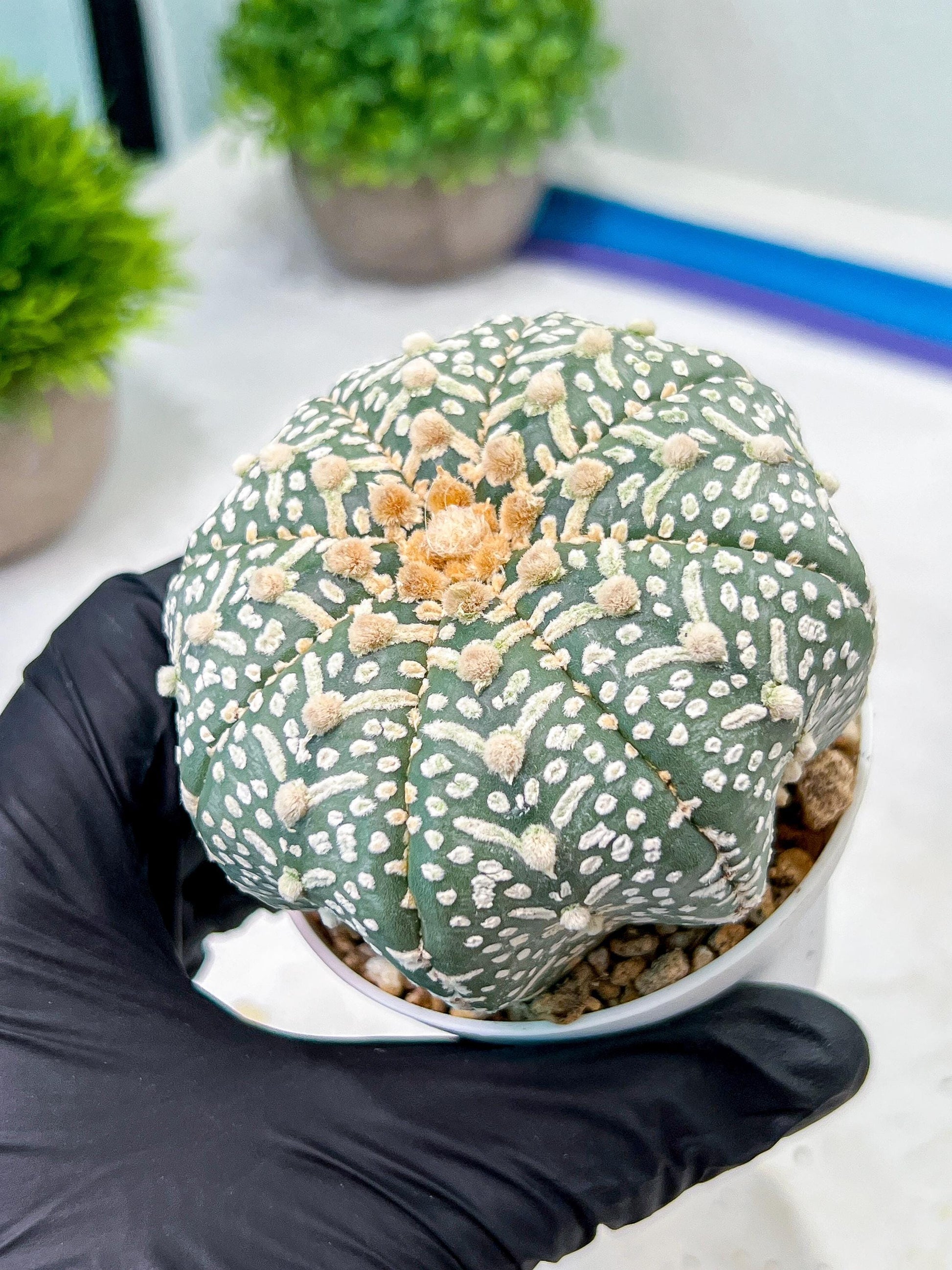 Custom Order- We’ll send you the exact live plant pictured (T9) (r1) | Imported From Japan | 3" Pot