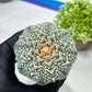 Custom Order- We’ll send you the exact live plant pictured (T9) (r1) | Imported From Japan | 3" Pot