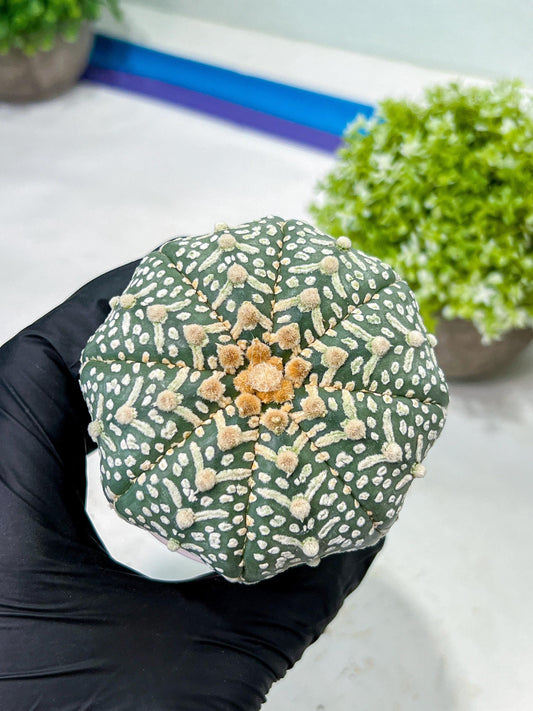Custom Order- We’ll send you the exact live plant pictured (T9) (r1) | Imported From Japan | 3" Pot