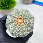 Custom Order- We’ll send you the exact live plant pictured (T9) (r1) | Imported From Japan | 3" Pot