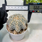 Custom Order- We’ll send you the exact live plant pictured (T9) (r2) | Las Vegas Plant Shop | 3" Pot