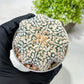 Custom Order- We’ll send you the exact live plant pictured (T9) (r2) | Las Vegas Plant Shop | 3" Pot