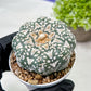Custom Order- We’ll send you the exact live plant pictured (T9) (r3) | SHIP from USA | 3" Pot