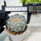 Custom Order- We’ll send you the exact live plant pictured (T9) (r3) | SHIP from USA | 3" Pot