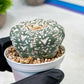 Custom Order- We’ll send you the exact live plant pictured (T9) (r3) | SHIP from USA | 3" Pot