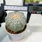 Custom Order- We’ll send you the exact live plant pictured (T9) (r4) | Las Vegas PLANT SELLER| 3" Pot