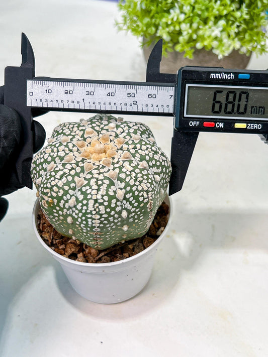 Custom Order- We’ll send you the exact live plant pictured (T9) (r4) | Las Vegas PLANT SELLER| 3" Pot