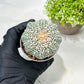 Custom Order- We’ll send you the exact live plant pictured (T9) (r4) | Las Vegas PLANT SELLER| 3" Pot