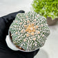 Custom Order- We’ll send you the exact live plant pictured (T9) (r4) | Las Vegas PLANT SELLER| 3" Pot