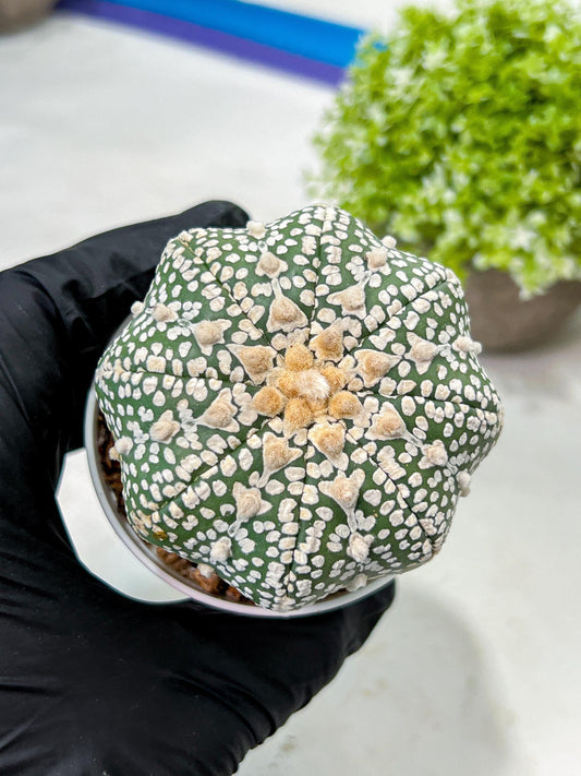 Custom Order- We’ll send you the exact live plant pictured (T9) (r4) | Las Vegas PLANT SELLER| 3" Pot