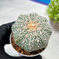 Custom Order- We’ll send you the exact live plant pictured (T9) (r4) | Las Vegas PLANT SELLER| 3" Pot