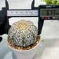 Custom Order- We’ll send you the exact live plant pictured (T9) (r5) | Las Vegas Plant Shp | 3" Pot