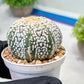 Custom Order- We’ll send you the exact live plant pictured (T9) (r5) | Las Vegas Plant Shp | 3" Pot