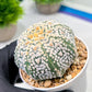 Custom Order- We’ll send you the exact live plant pictured (T9) (r5) | Las Vegas Plant Shp | 3" Pot