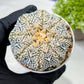 Custom Order- We’ll send you the exact live plant pictured (T9) (r6) | American Plant Seller | 3" Pot