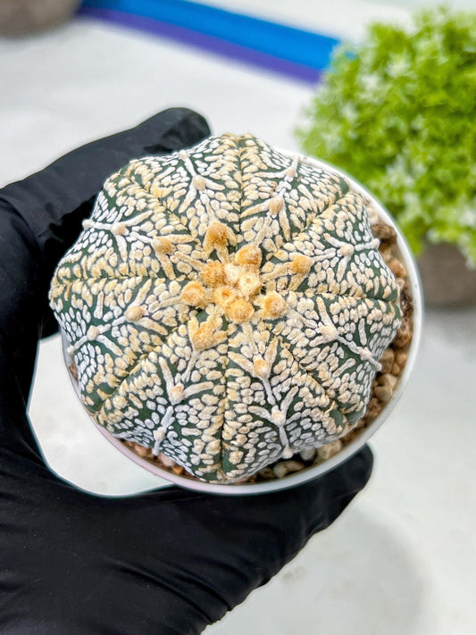 Custom Order- We’ll send you the exact live plant pictured (T9) (r6) | American Plant Seller | 3" Pot