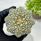 Custom Order- We’ll send you the exact live plant pictured (T9) (p1) | Imported From Japan | 3" Pot
