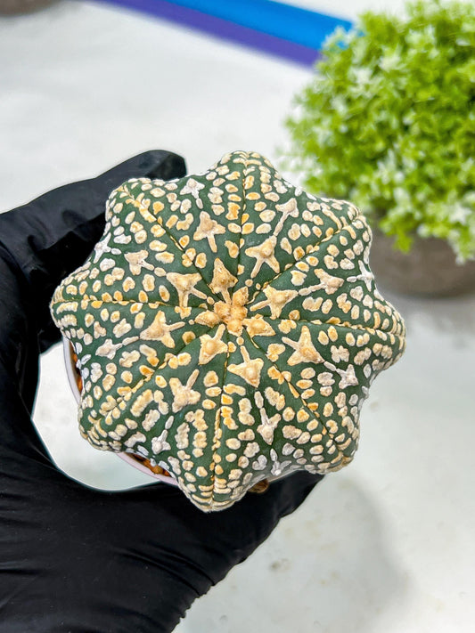 Custom Order- We’ll send you the exact live plant pictured (T9) (p1) | Imported From Japan | 3" Pot