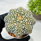 Custom Order- We’ll send you the exact live plant pictured (T9) (p1) | Imported From Japan | 3" Pot