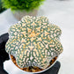 Custom Order- We’ll send you the exact live plant pictured (T9) (p1) | Imported From Japan | 3" Pot