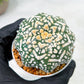 Custom Order- We’ll send you the exact live plant pictured (T9) (p2) | Las Vegas Plant Shop | 3" Pot