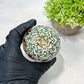 Custom Order- We’ll send you the exact live plant pictured (T9) (p2) | Las Vegas Plant Shop | 3" Pot