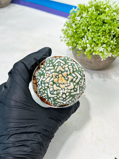 Custom Order- We’ll send you the exact live plant pictured (T9) (p2) | Las Vegas Plant Shop | 3" Pot