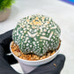 Custom Order- We’ll send you the exact live plant pictured (T9) (p2) | Las Vegas Plant Shop | 3" Pot
