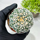 Custom Order- We’ll send you the exact live plant pictured (T9) (p2) | Las Vegas Plant Shop | 3" Pot