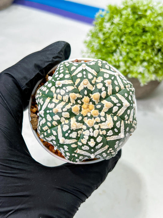 Custom Order- We’ll send you the exact live plant pictured (T9) (p2) | Las Vegas Plant Shop | 3" Pot