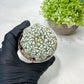 Custom Order- We’ll send you the exact live plant pictured (T9) (p3) | SHIP from USA | 3" Pot