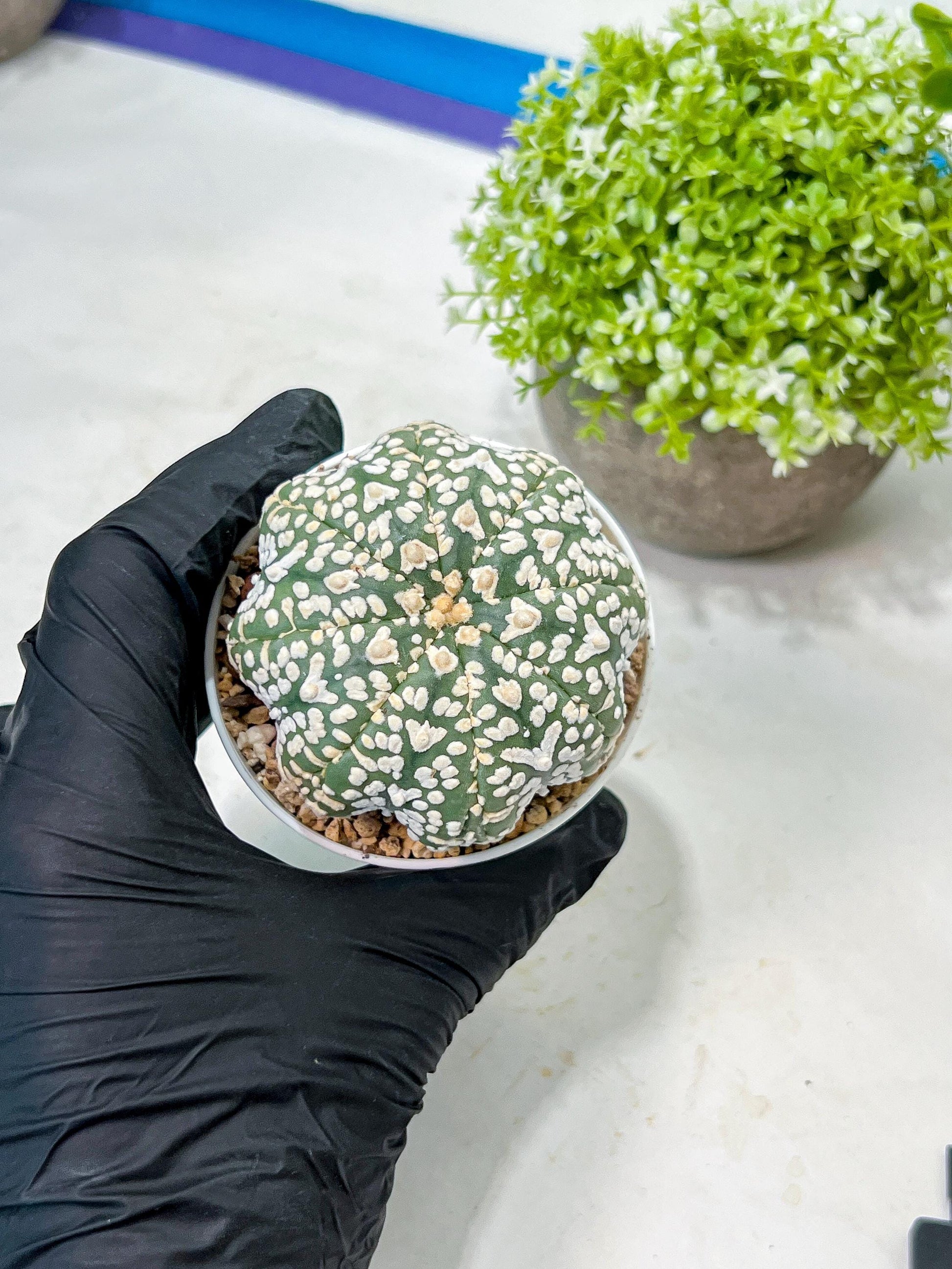 Custom Order- We’ll send you the exact live plant pictured (T9) (p3) | SHIP from USA | 3" Pot