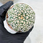 Custom Order- We’ll send you the exact live plant pictured (T9) (p3) | SHIP from USA | 3" Pot
