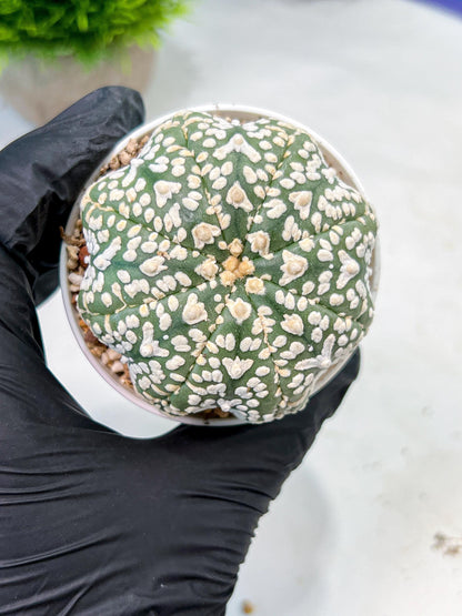 Custom Order- We’ll send you the exact live plant pictured (T9) (p3) | SHIP from USA | 3" Pot
