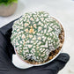 Custom Order- We’ll send you the exact live plant pictured (T9) (p3) | SHIP from USA | 3" Pot