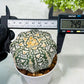 Custom Order- We’ll send you the exact live plant pictured (T9) (p4) | Las Vegas PLANT SELLER| 3" Pot