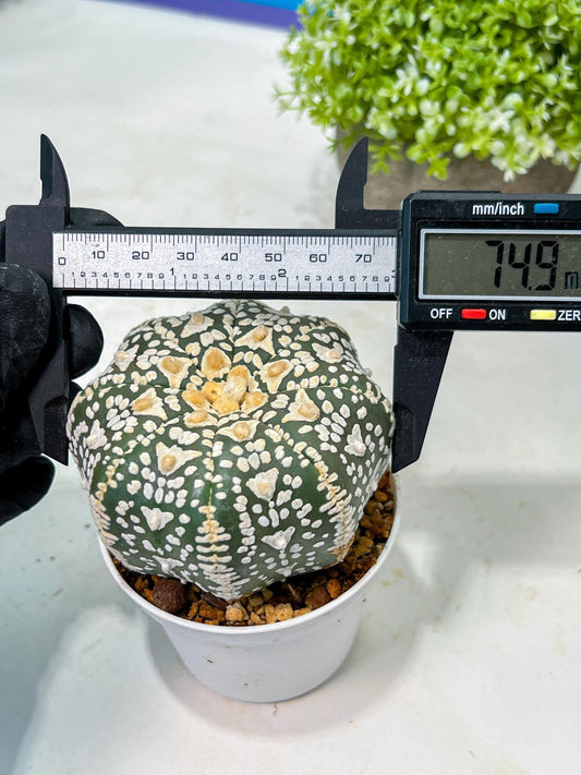 Custom Order- We’ll send you the exact live plant pictured (T9) (p4) | Las Vegas PLANT SELLER| 3" Pot