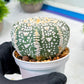 Custom Order- We’ll send you the exact live plant pictured (T9) (p4) | Las Vegas PLANT SELLER| 3" Pot