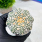 Custom Order- We’ll send you the exact live plant pictured (T9) (p4) | Las Vegas PLANT SELLER| 3" Pot