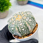 Custom Order- We’ll send you the exact live plant pictured (T9) (p4) | Las Vegas PLANT SELLER| 3" Pot