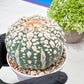 Custom Order- We’ll send you the exact live plant pictured (T9) (p5) | Las Vegas Plant Shp | 3" Pot