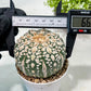 Custom Order- We’ll send you the exact live plant pictured (T9) (p5) | Las Vegas Plant Shp | 3" Pot