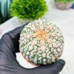 Custom Order- We’ll send you the exact live plant pictured (T9) (p5) | Las Vegas Plant Shp | 3" Pot