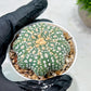 Custom Order- We’ll send you the exact live plant pictured (T10) (p1) | Imported From Japan | 3" Pot