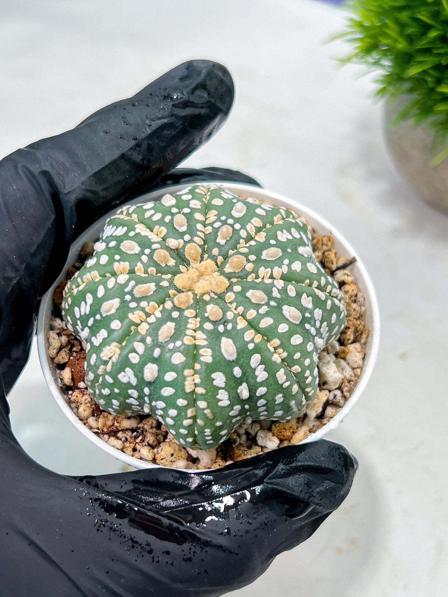 Custom Order- We’ll send you the exact live plant pictured (T10) (p1) | Imported From Japan | 3" Pot
