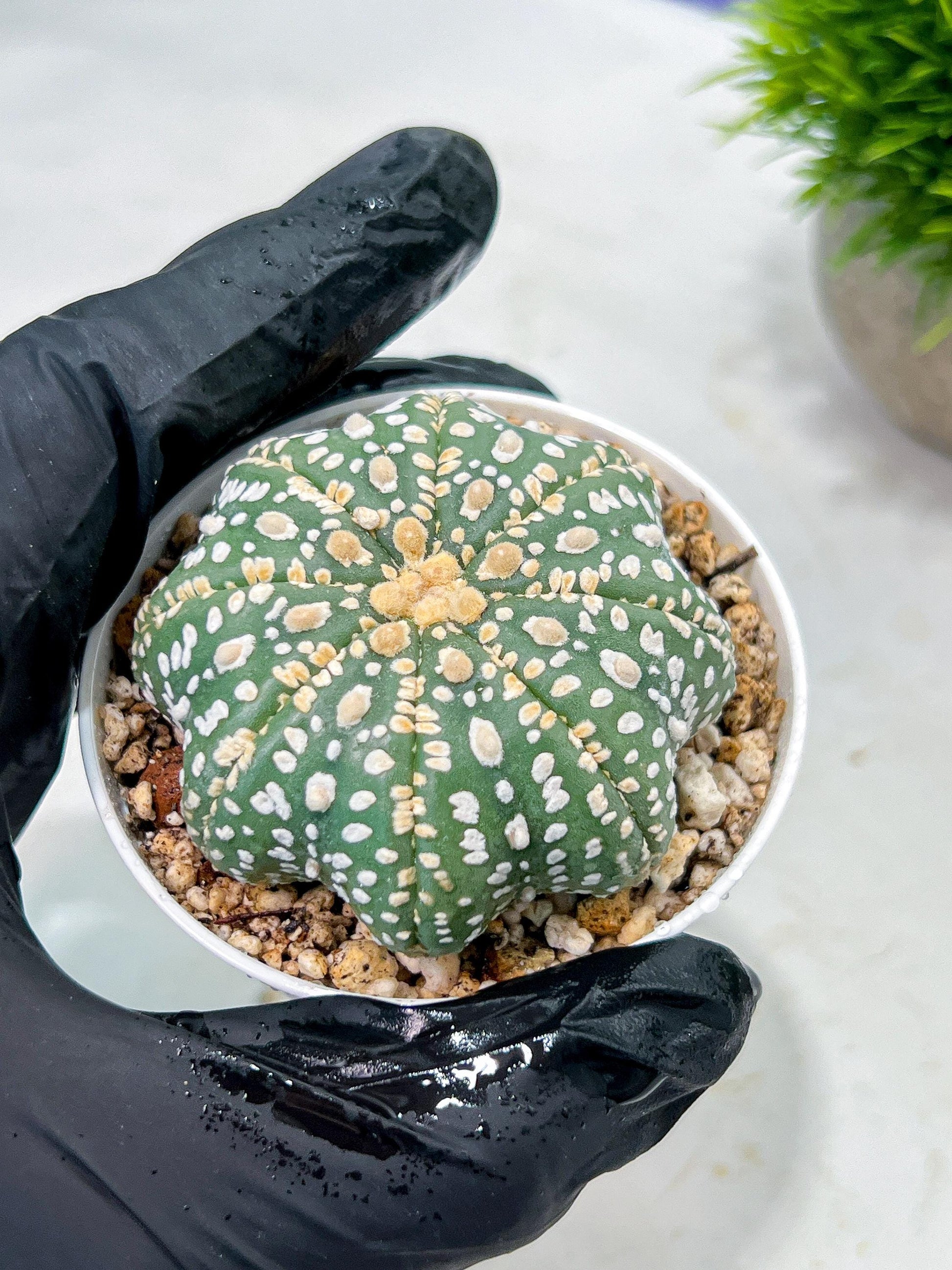Custom Order- We’ll send you the exact live plant pictured (T10) (p1) | Imported From Japan | 3" Pot