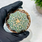 Custom Order- We’ll send you the exact live plant pictured (T10) (p1) | Imported From Japan | 3" Pot