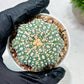 Custom Order- We’ll send you the exact live plant pictured (T10) (p1) | Imported From Japan | 3" Pot
